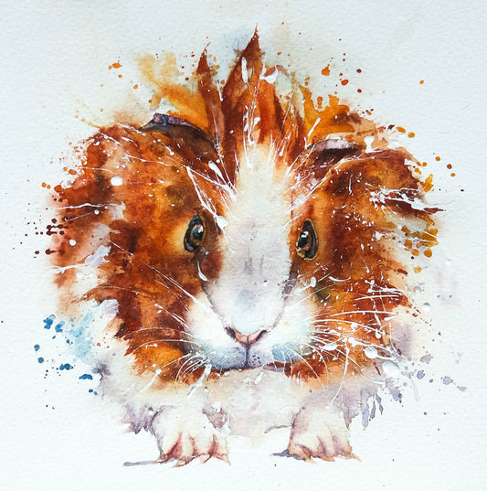 Mr Guinea Pig