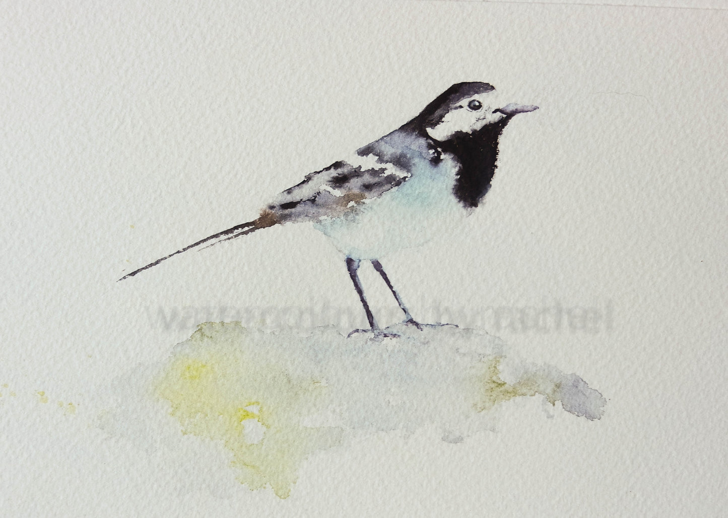 ***Autumn Sale*** Wagtail