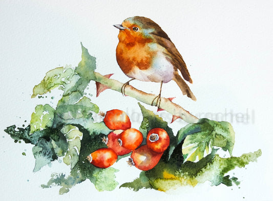 Robin on Rosehips