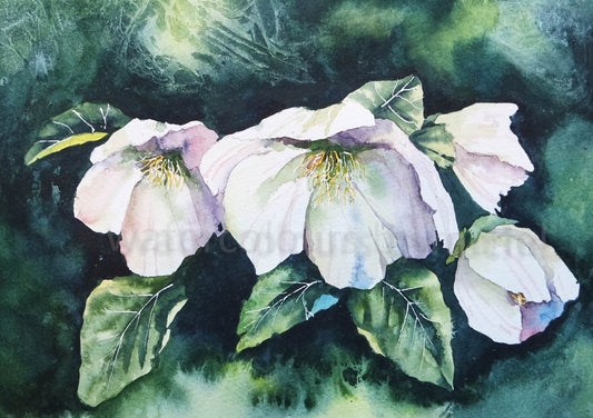 There is always light in the darkness, Hellebores