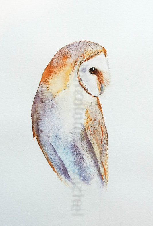 Silent Poetry ( Barn Owl)