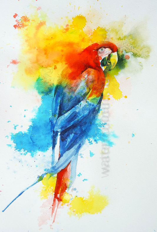 Who's a pretty boy then ? (Parrot)