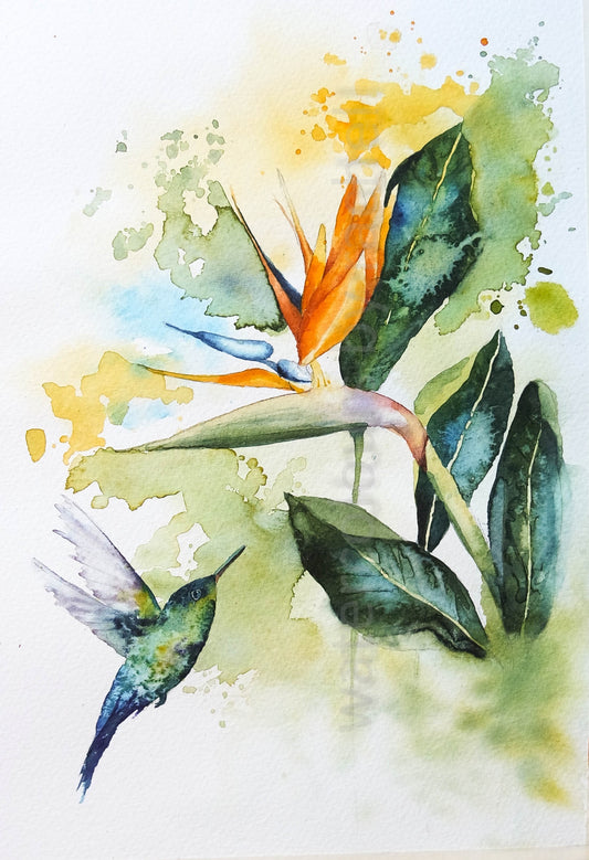 A humming bird visits a bird of paradise