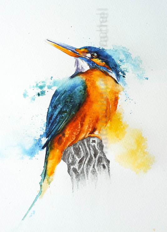 A beautiful Kingfisher