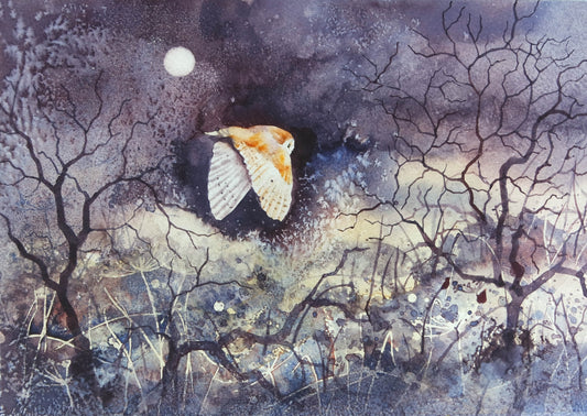Night Hunter.... ( Barn Owl)