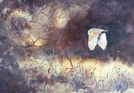 Night Flight ( Barn Owl)