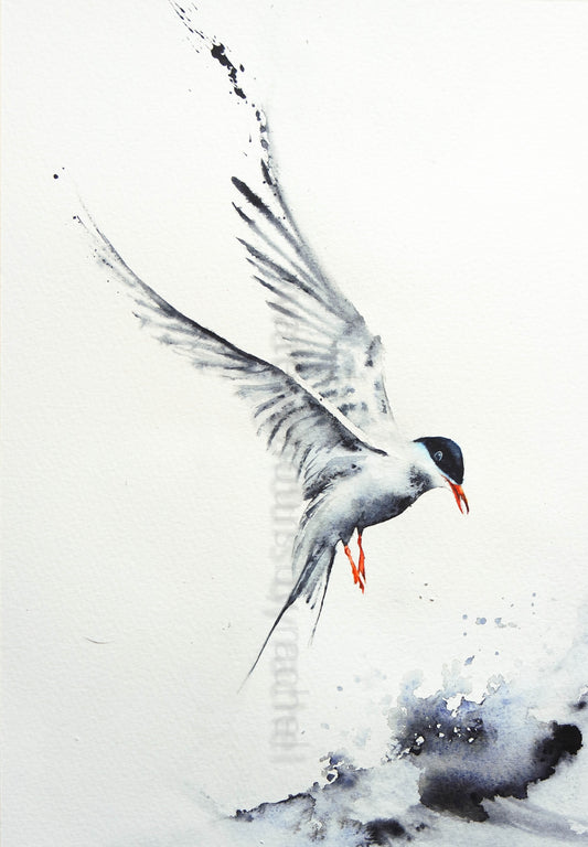 Artic Tern