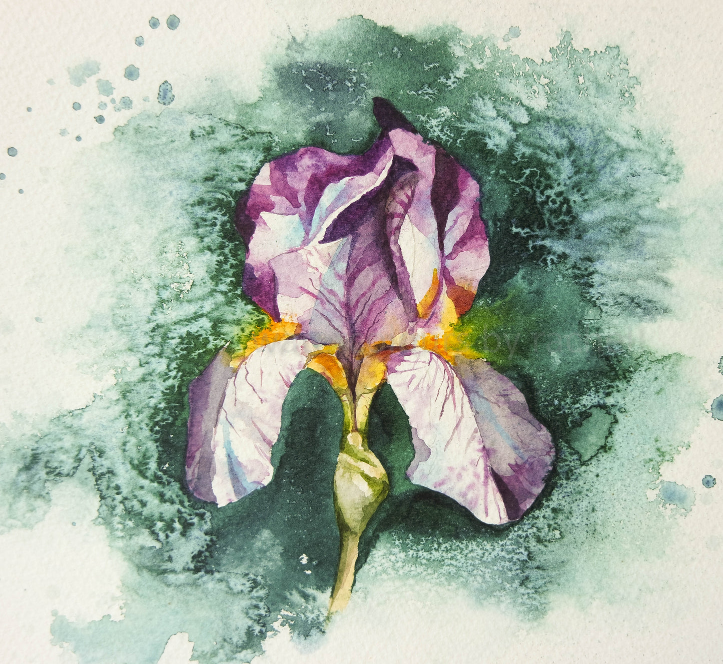 Iris