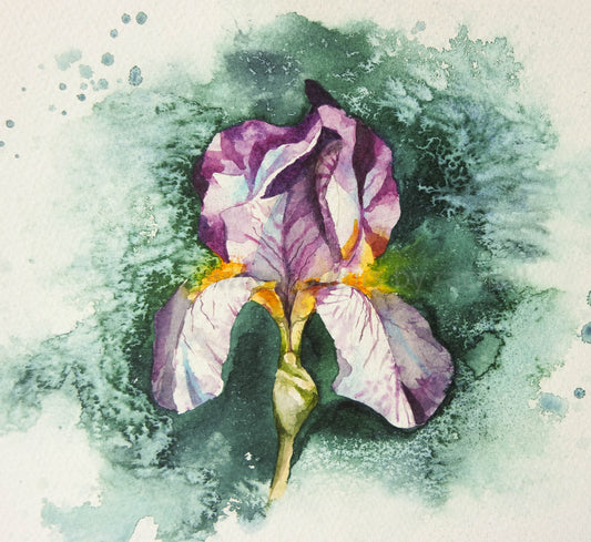 Iris