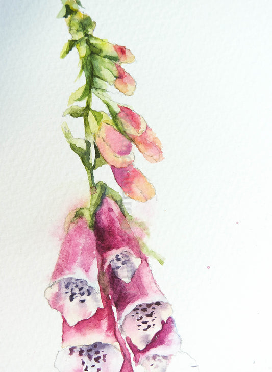 ***SALE*** ORIGINAL POSTCARD 6" x 4" JUST £15 !!!!! ( foxglove )