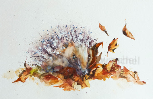 'Harry' Hedgehog , amongst the leaves