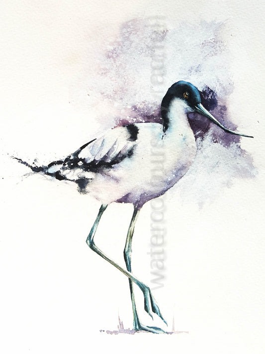 Graceful ( Avocet)