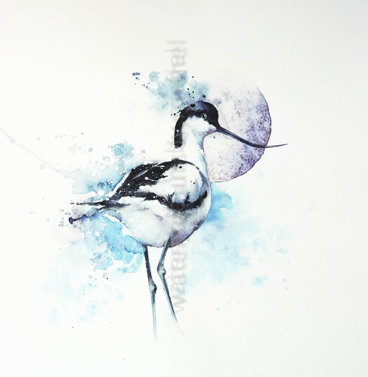 Avocet moon