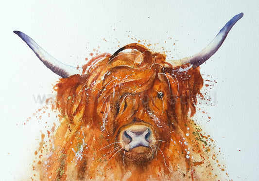 Hamish ( the highland cow)