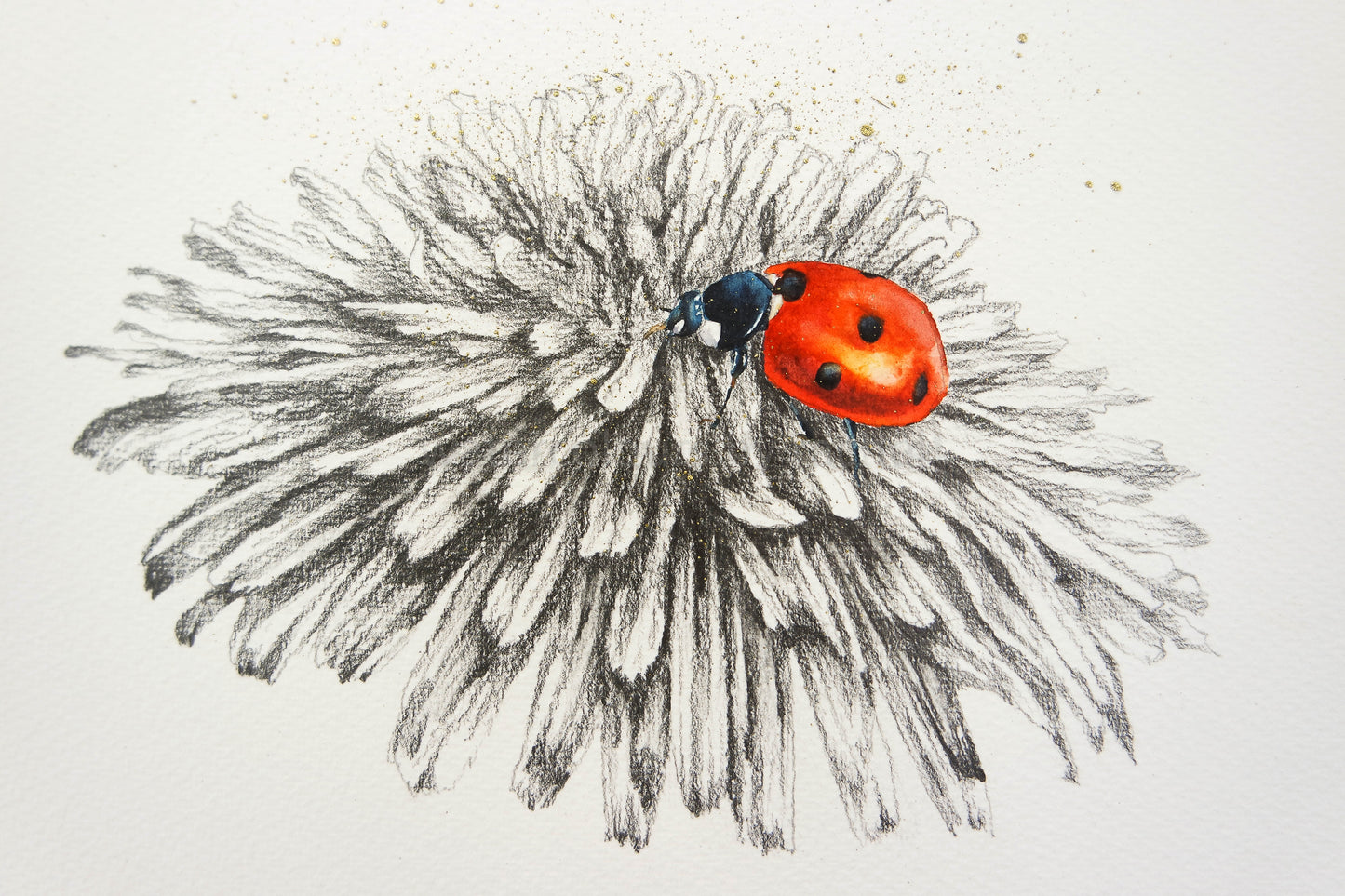 Pencil drawn dandelion and a ladybird