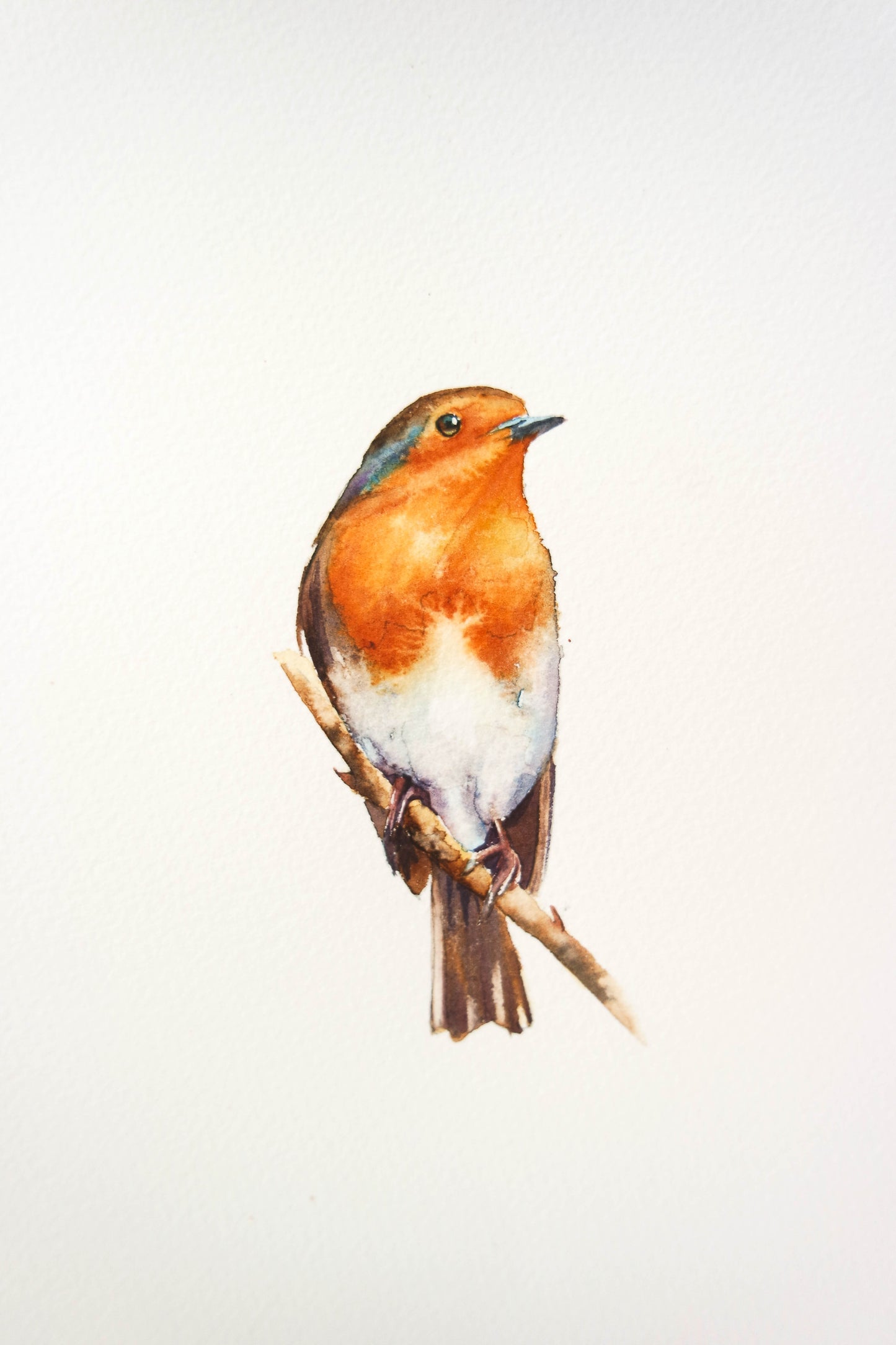 A sweet robin (limited edition signed print )