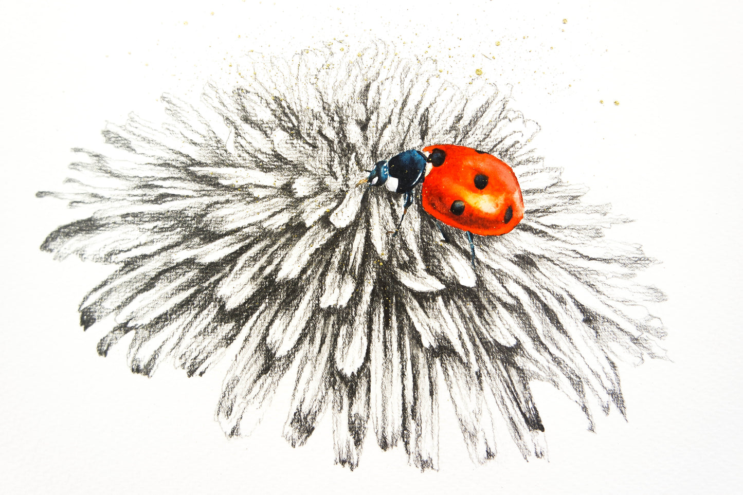 Bees, ladybirds  and sketches